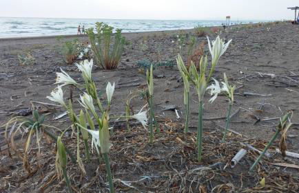 Podere Casa La Gualda - Foto 34