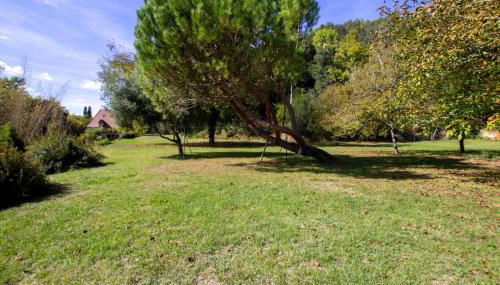 Les palmiers - Foto 2