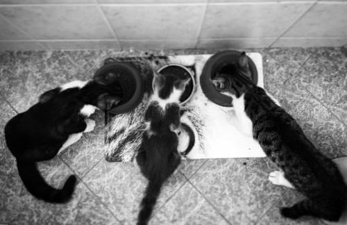 Agriturismo Quattro Pini - Foto 17