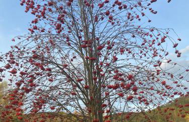 Bryziówka - Foto 41