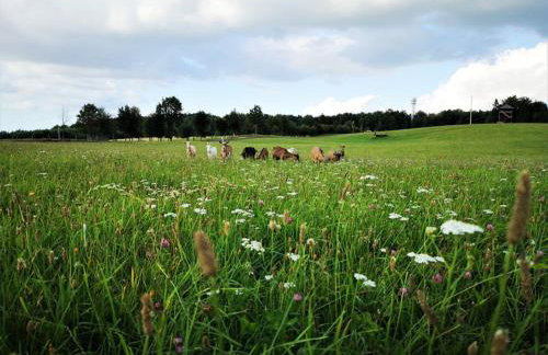 Dylewianka - Foto 11