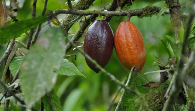 Planta de cacao