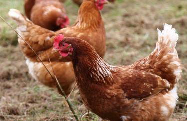 The Captain's Place - Isle of Skye - Foto 34