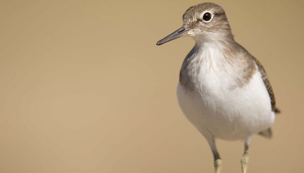 Avistamiento de aves en la Sierra de Aracena