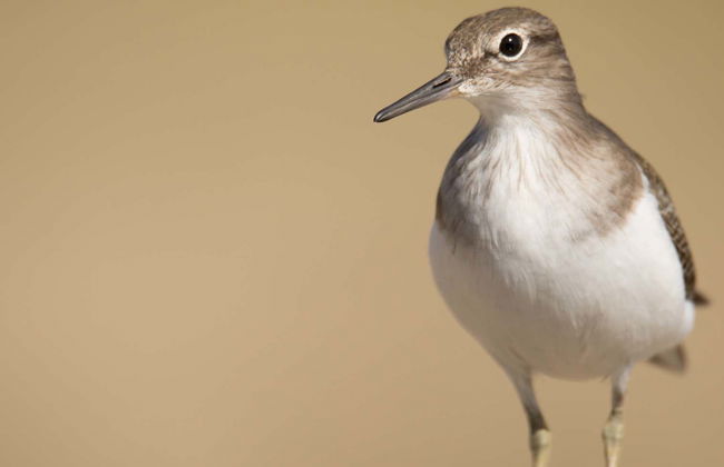Avistamento de aves na Sierra de Aracena - Foto 5