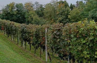 Casa Lodolo Lessona - Foto 10