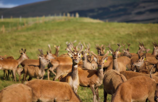 Mauldslie Hill Cottage - Photo 12