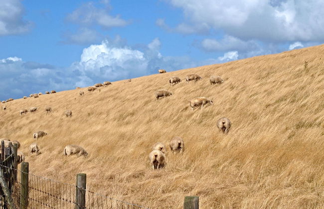 Luxury Chalet With two Bathrooms, Near the sSa on Texel - Foto 32