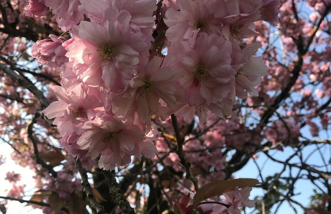 Braisty Woods - Hopes & Beams - Foto 14