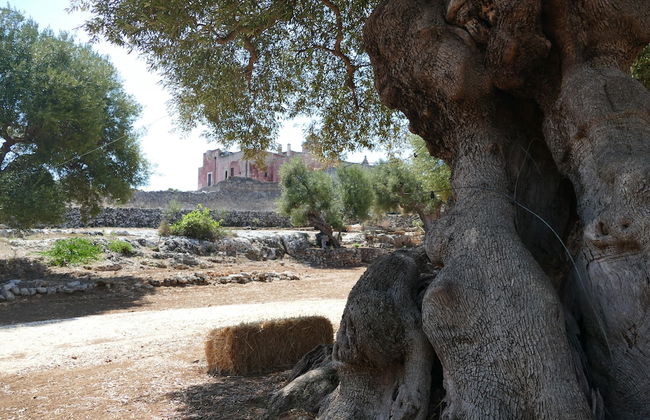 Masseria Spina Resort - Foto 38