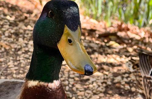 Domaine de La Coudouliere, Vue Mer, Plage, Piscine et Parc - Foto 72
