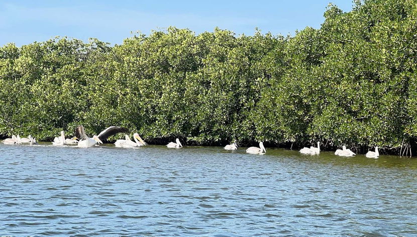 Excursion privée dans le delta du Saloum - Photo 2, Pelicanos en los manglares del Saloum