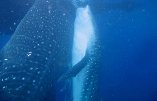 Nado con tiburones ballena - Foto 3
