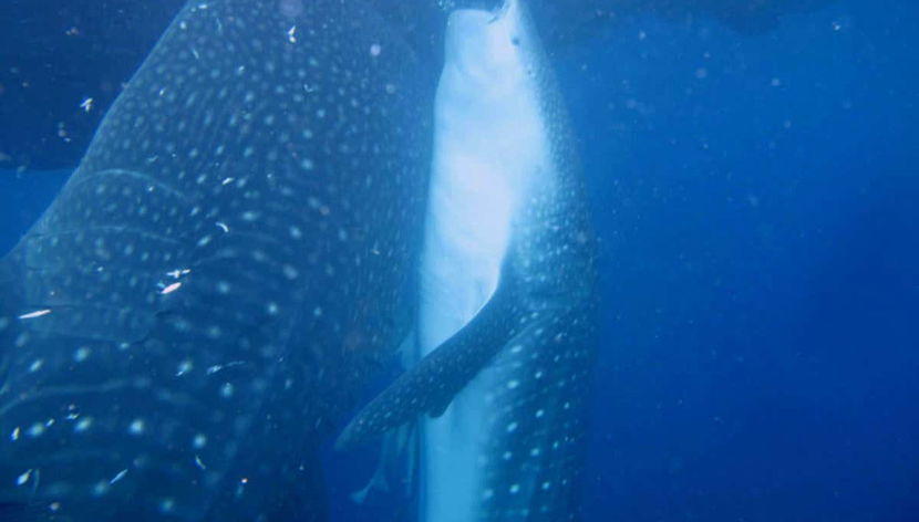 Pareja de tiburones ballena comiendo