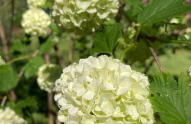 La Forge, Lieu des Chevilloux - Foto 53