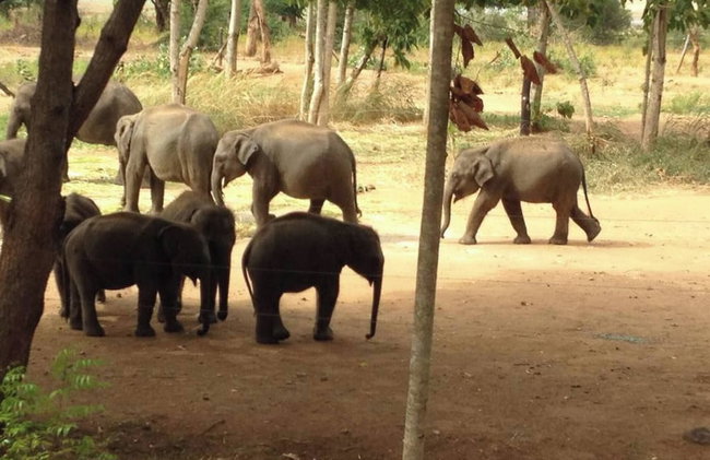 Lake Villa Near Udawalawe National Park - Foto 21