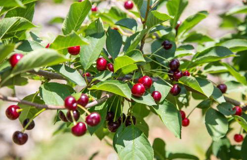 Stone Villa Bosnic - Foto 79