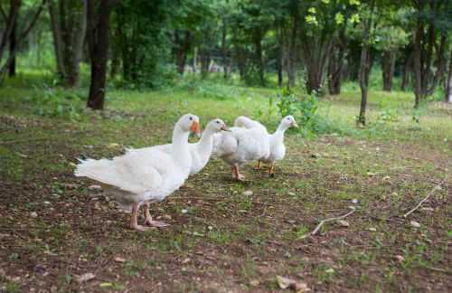 Agriturismo Borg da Ocjs - Photo 6