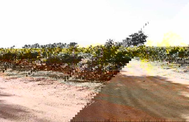 Denneboom Vineyards and Wildlife - Foto 41