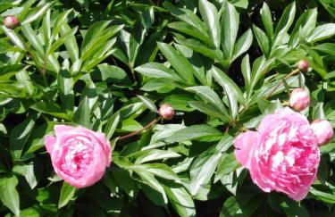 Ferienwohnung mit kleinem Garten - Foto 24