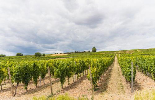 Appartment in den Weinbergen bei Mainz - mit 2x Doppelzimmern, 1x großes Wohnzimmer, Bad & Küche - Foto 21