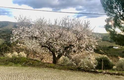 Casa Vilariça - Foto 7