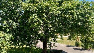 Aμvrosia Petalidi Square - Free WiFi, Smart TV, 2' λεπτά από την παραλία - Foto 5