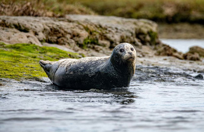 Boat Trip around Howth and Ireland's Eye - Photo 8