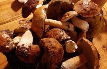 Farma Jamienko - Foto 30