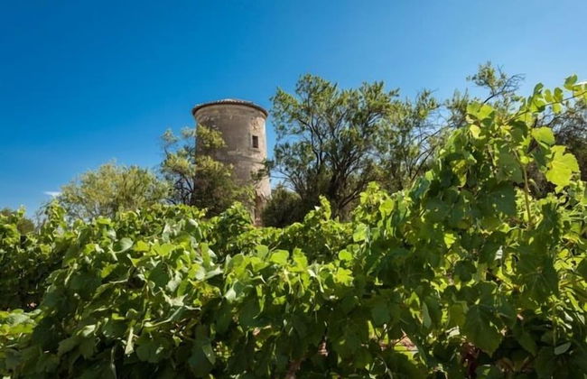 Gîtes Pech-céleyran - Photo 57