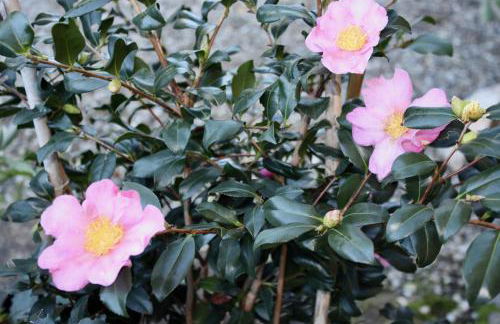 La Torre di Caprera - Photo 38