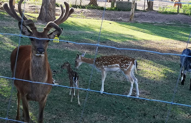 Complejo Río los Patos - Cabañas y Hostel - Photo 45