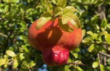 Olive Grove House - Foto 43