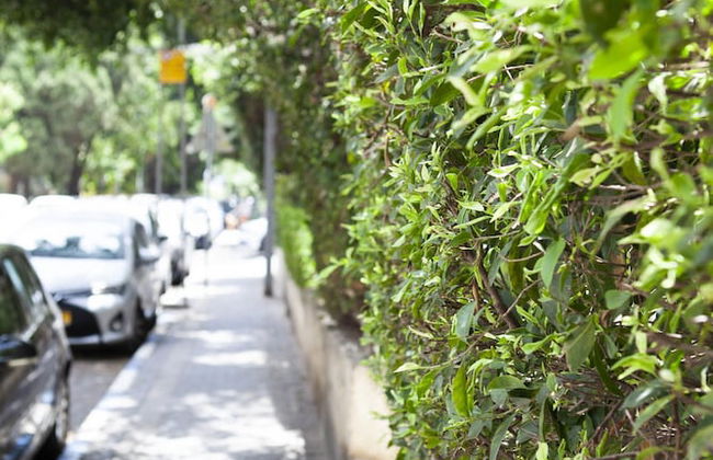 Pastoral at the heart of Rothchild Blv. - Foto 20