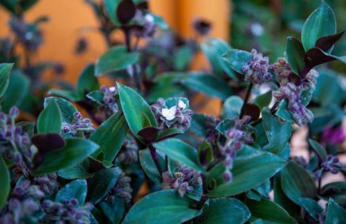 Agroktima Elia - Foto 64