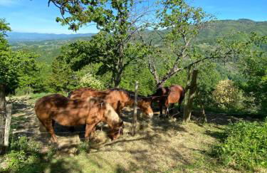 Agriturismo Attulaio - Foto 43
