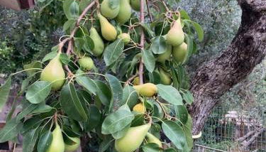 Casa Sisù-Appartamento immerso negli ulivi - Foto 5