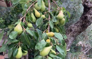 Casa Sisù-Appartamento immerso negli ulivi - Foto 5