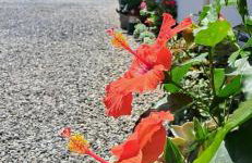 Recanto Área Verde, tradição e cultura alemã - Foto 17