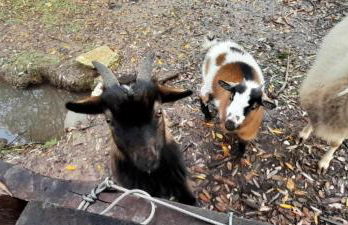 Quinta Da Bolota double room - Foto 27