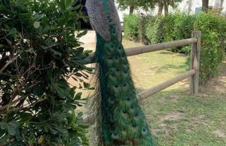 Mas de Cerier - Foto 13