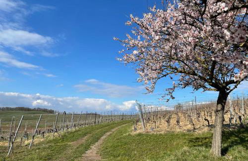 Weingut & Straußwirtschaft Vogel - Foto 48