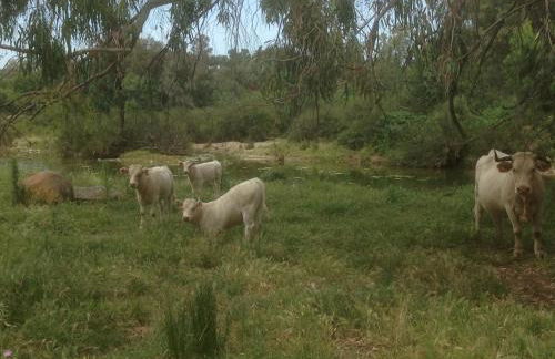 Casa Rural Monterrey Aroche - Foto 38
