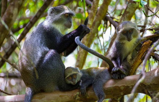 Excursión al Parque Nacional de Jozani - Foto 6