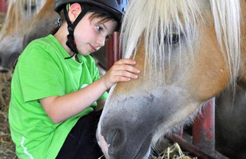 Haflinger Reiterhof Meura - Foto 20