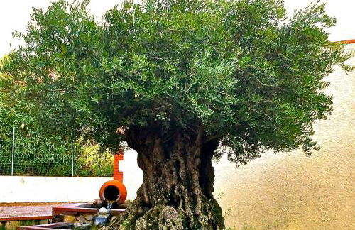 La Cigaliere en Cote Vermeille - Foto 50