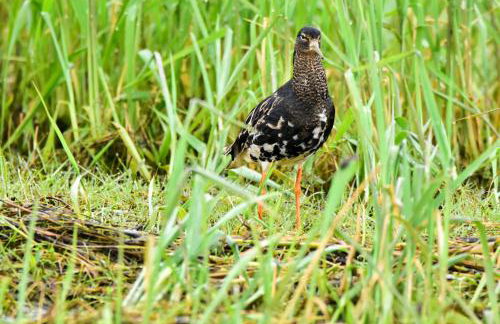 U Wileńskich - Foto 33