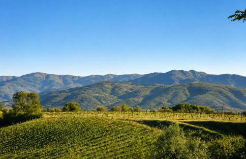 Agriturismo il Pino - Bioagricoltura - Foto 7