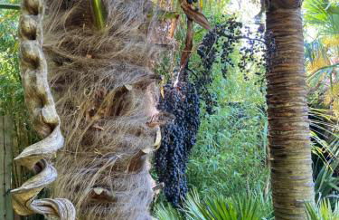 Jungle Cabin - Foto 34