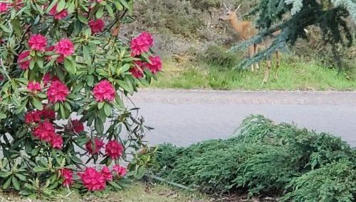 Aviemore Bungalow, Dalfaber - Foto 4, Garden view